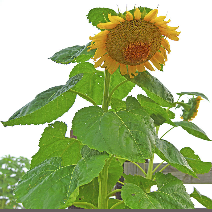 Old Fashioned Sunflower Photograph