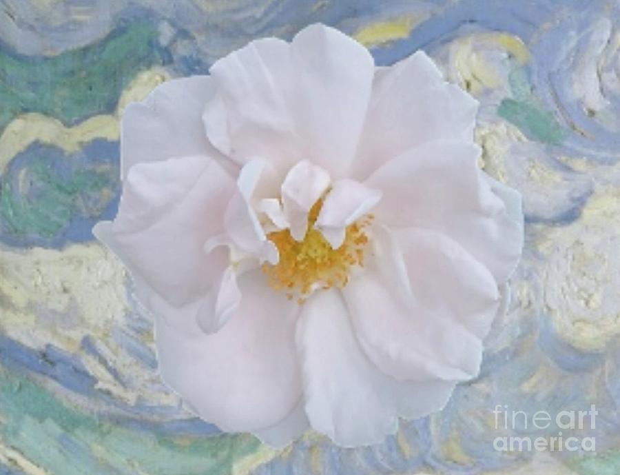 Old Fashioned White Rose Photograph by Jeannie Rhode