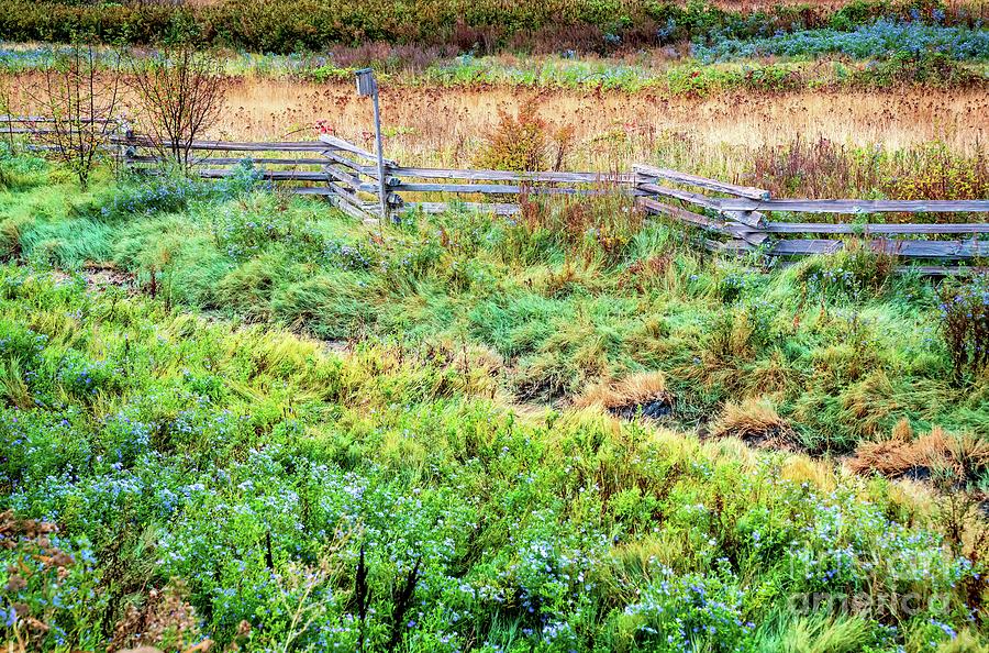 Old Fence in Field Tsawwassen Photograph by M G Whittingham