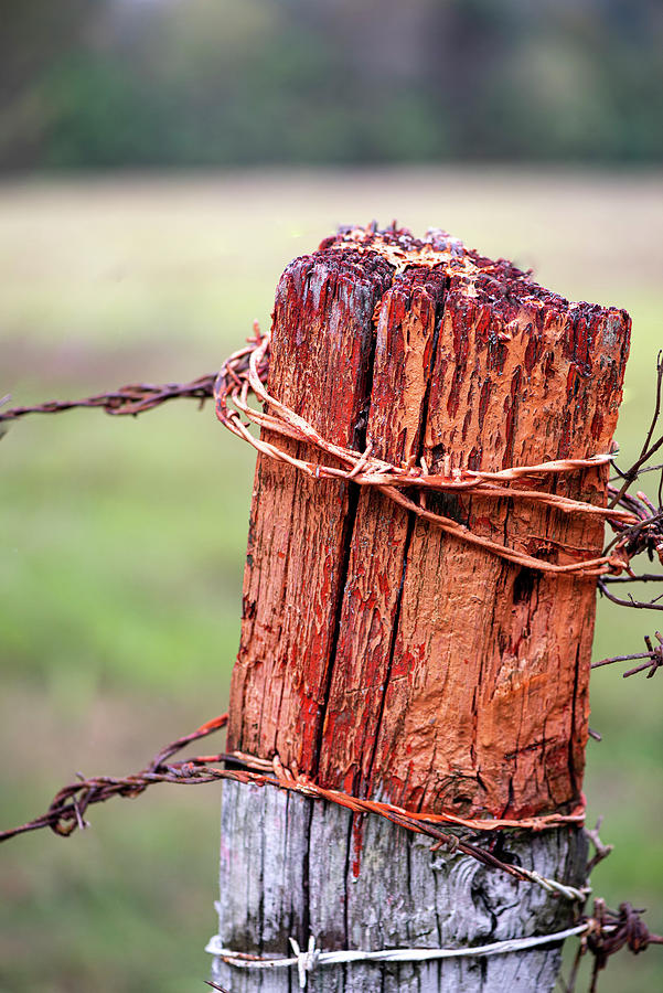 Fence Photograph - Old Fence Post With Barbwire by Phil And Karen Rispin