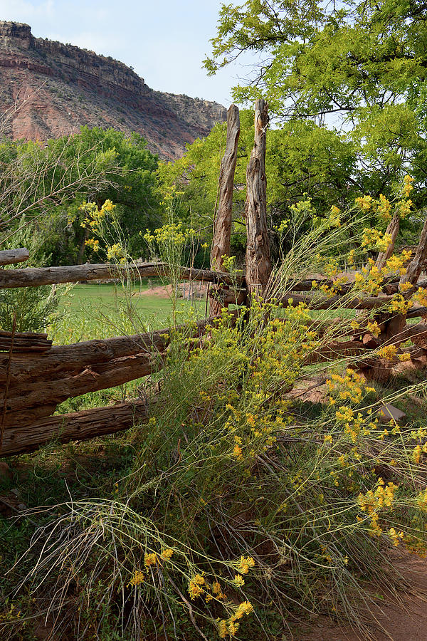 Old Fence Posts And Rabbitbrush Photograph
