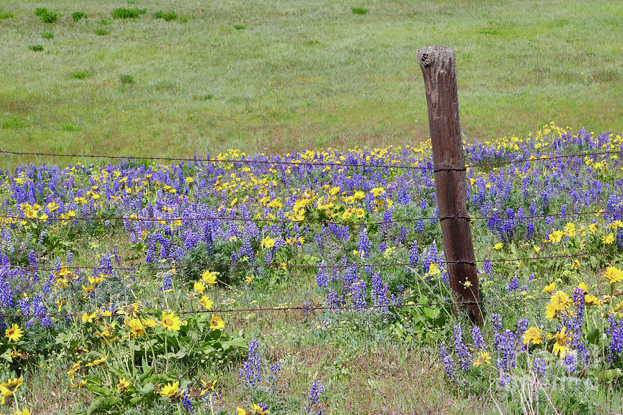 Old Fence with Wildflowers Photograph by Carol Groenen
