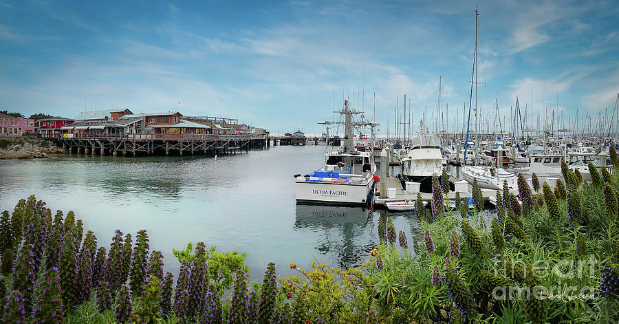 Old Fishermans Wharf and Harbor in Monterey Photograph by David Levin