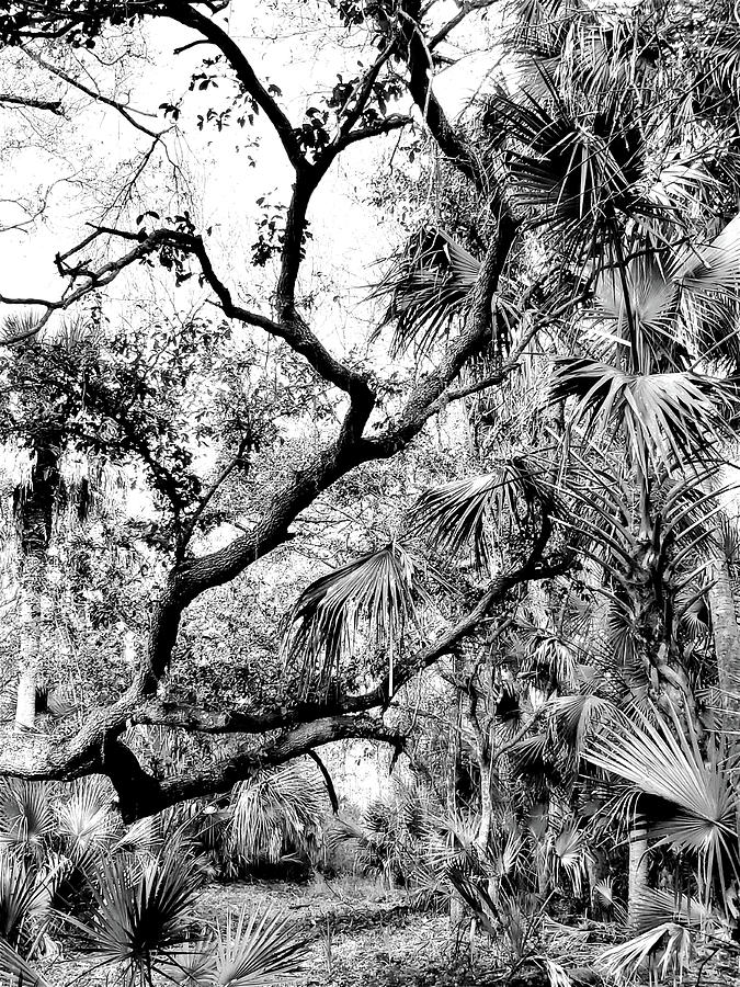 Old Florida Black and White Photograph by Sharon Williams Eng