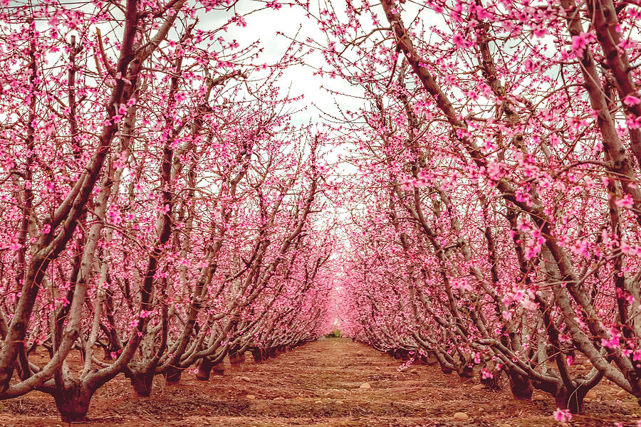 Old Fruit Trees With New Blossoms Photograph by Elvira Peretsman