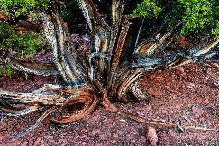 Old Gnarly Cedar Tree Capitol Reef Photograph by Ben Graham