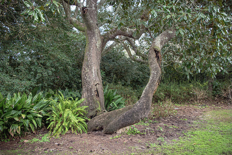 Old Gnarly Magnolia Tree Photograph by Brad Meador - Fine Art America