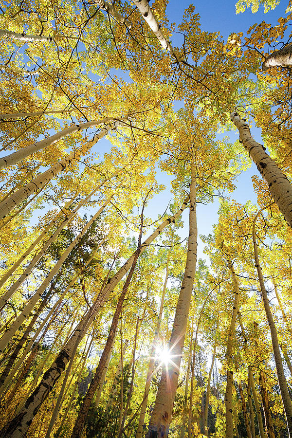 Old Growth Aspen With Sun Photograph By Creation Images - Fine Art America