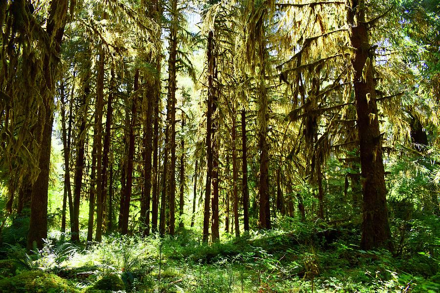 Old Growth Forest in Olympic National Park Photograph by The Lazy ...