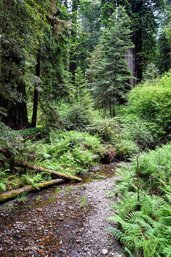 Old Growth Redwood Forest Photograph by Robert Gellman - Fine Art America