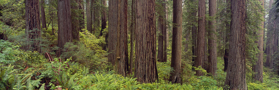 Old-growth redwoods at Jedediah Smith Redwood State Park, California Photograph by Fotosearch