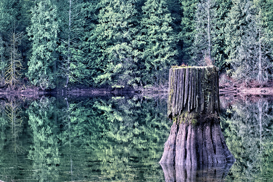Old Growth Tree Stump Reflections Photograph