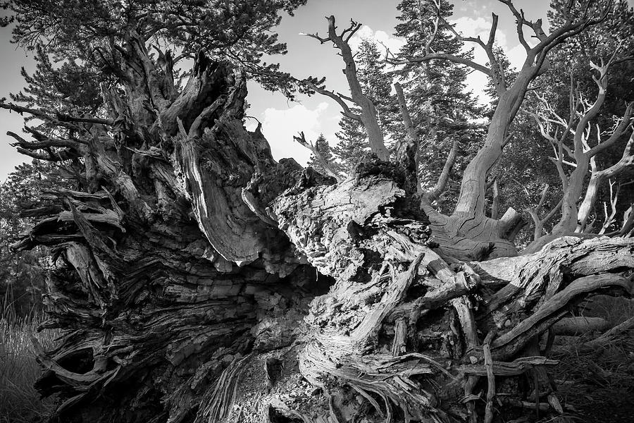 Old Growth Photograph by Samuel Hazen - Fine Art America