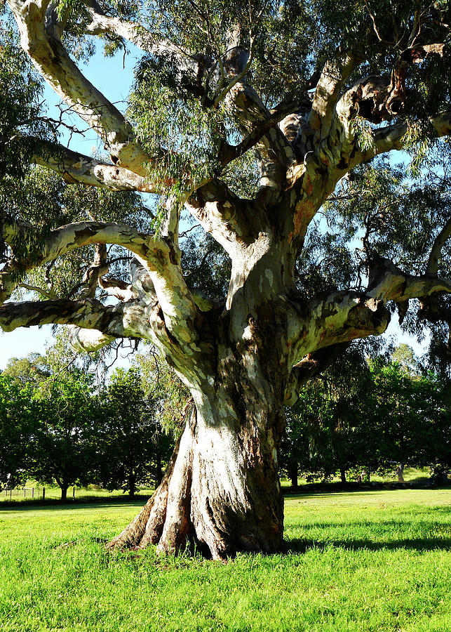 Old Gum Tree in the Barossa Valley Photograph by Lexa Harpell
