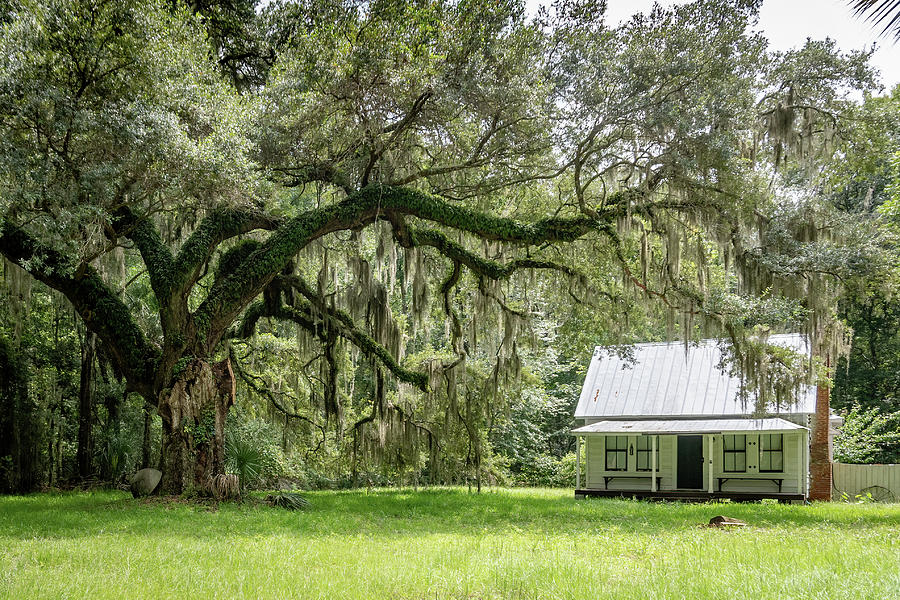 Old Home and Live Oak-Daufuskie Photograph by Bradford Martin