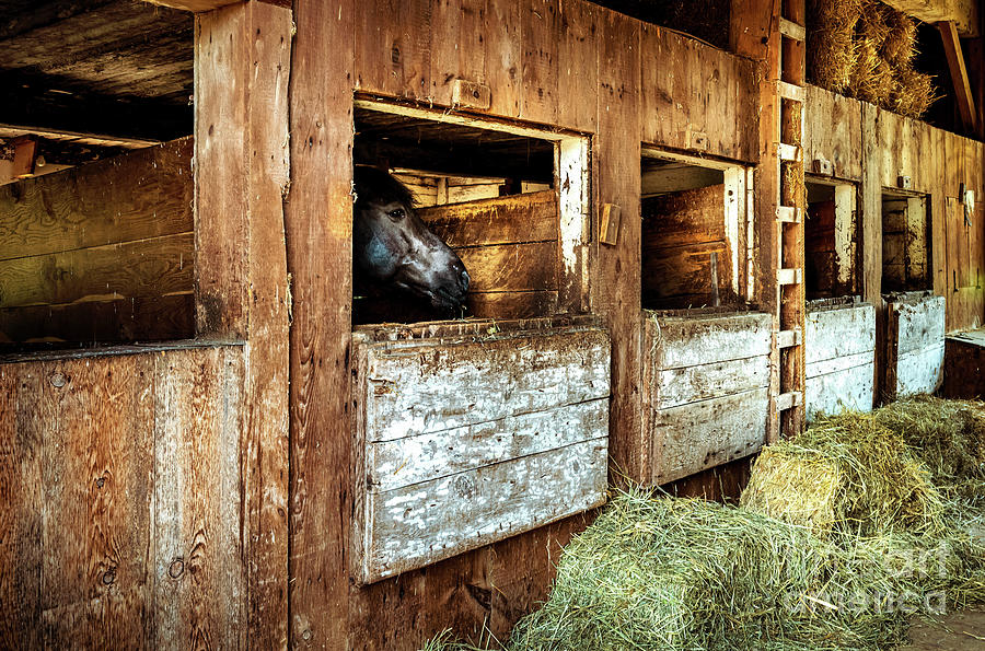 Old Horse Stables Photograph by M G Whittingham | Pixels