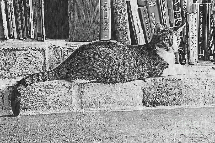 Old Jail Kitty in Black and White Digital Art by Tina Uihlein