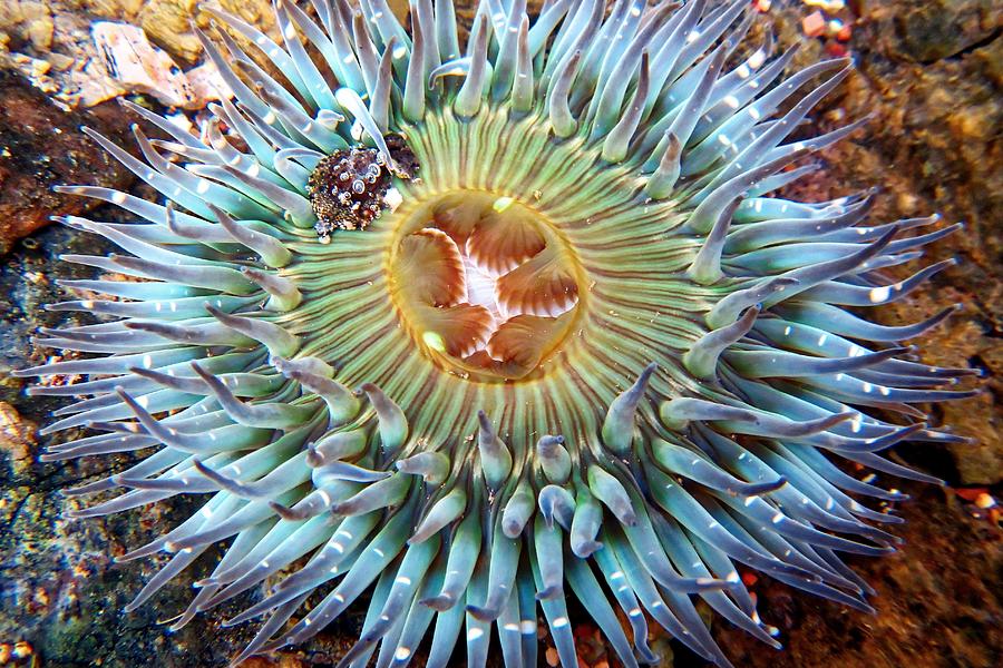 Old-Lady Anemone, California Photograph by KJ Swan