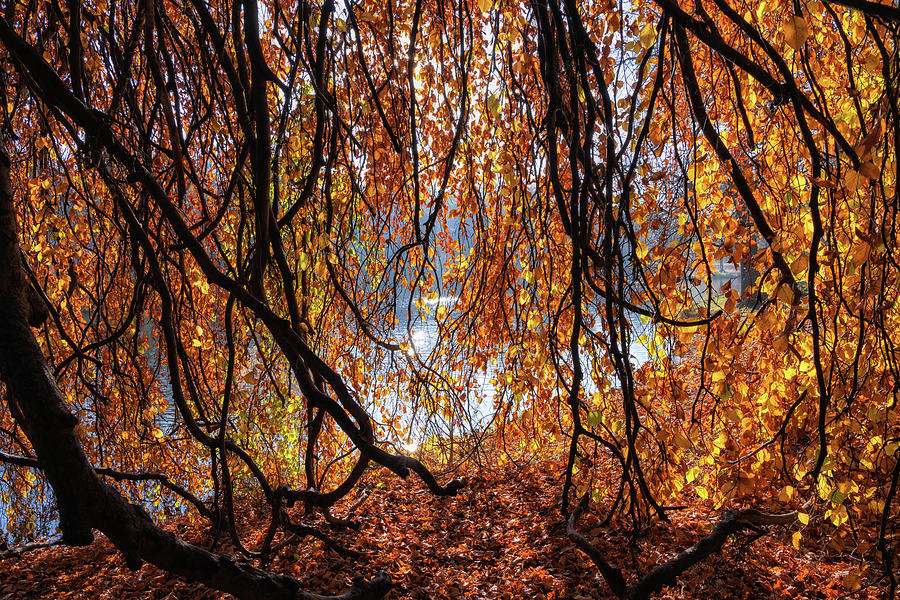 Fall Photograph - Old Lakeside Tree With Golden Autumn Sunlight by Artur Bogacki