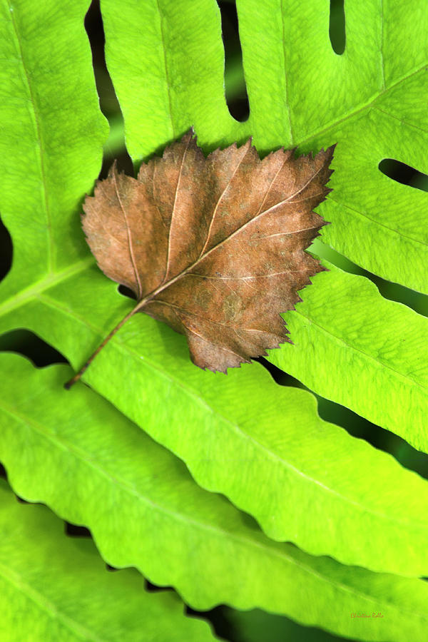Nature Photograph - Old Leaf New Leaf by Christina Rollo
