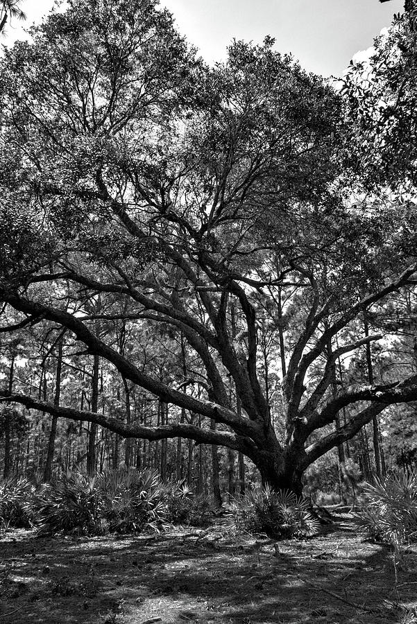 Old Live Oak Black And White Photograph