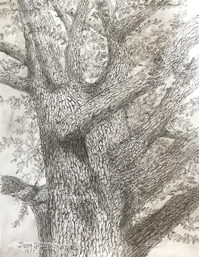 Old Live Oak Drawing By Jim Hubbard Fine Art America