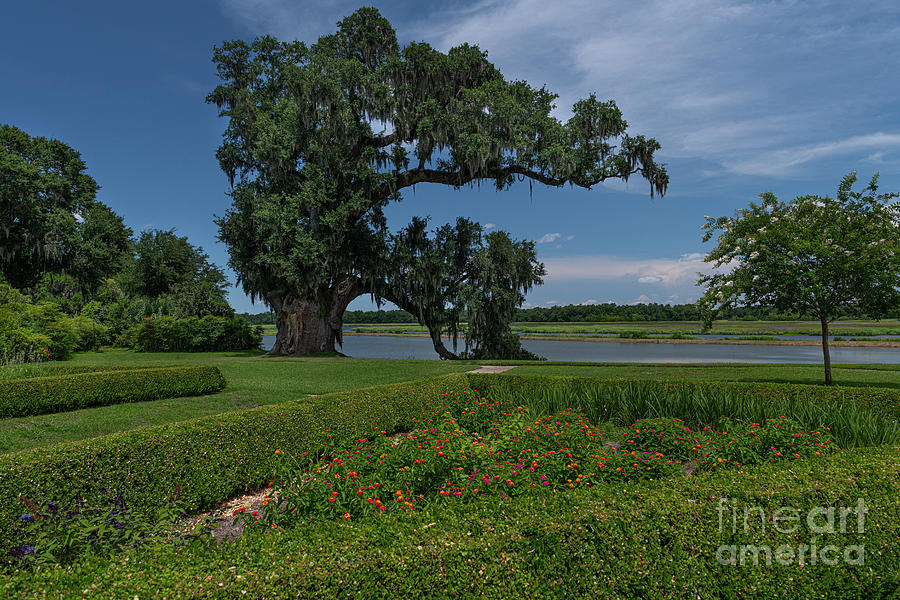 Old Live Oak Tree - Middleton Place Grounds And Gardens In Charleston Photograph