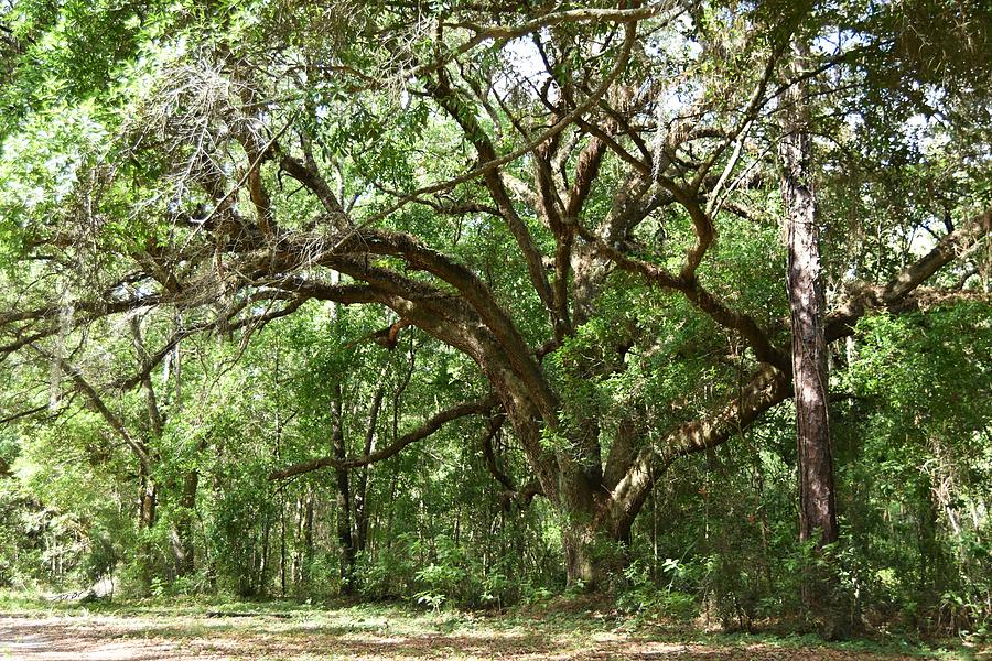 Old Live Oak Tree Photograph by Roy Erickson - Fine Art America