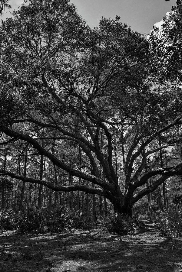 Old Liveoak Black And White  Photograph by Christopher Mercer