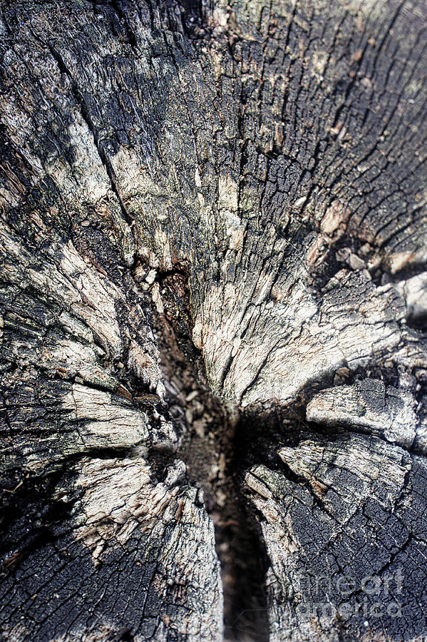 Old log close up Photograph by Tom Gowanlock