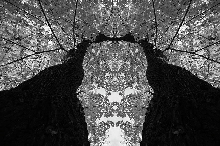 Old looming maple tree - mirrored monochrome Photograph by Ulrich Kunst And Bettina Scheidulin