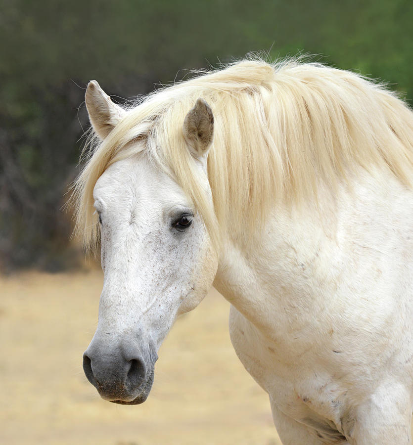White Stallion Photograph by Barbara Sophia Travels