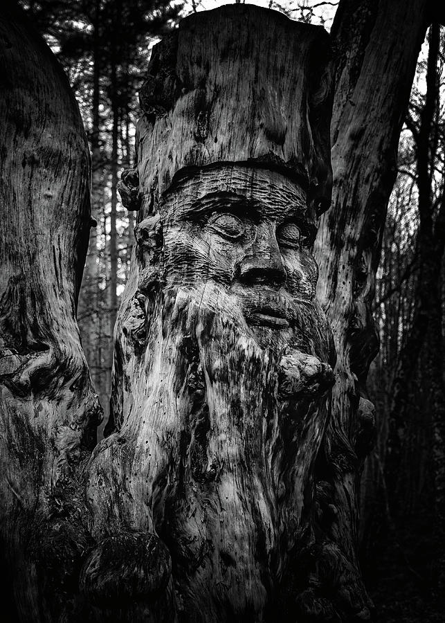 Old Man of the Woods Black and White Photograph by Allan Todd - Fine ...