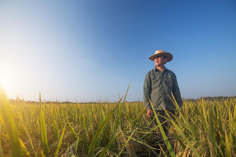 Old Man Standing In The Ripe Rice In Autumn Photograph by Jxfzsy