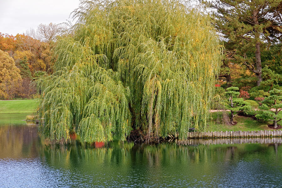 Old Man Willow Photograph by Peter Ponzio