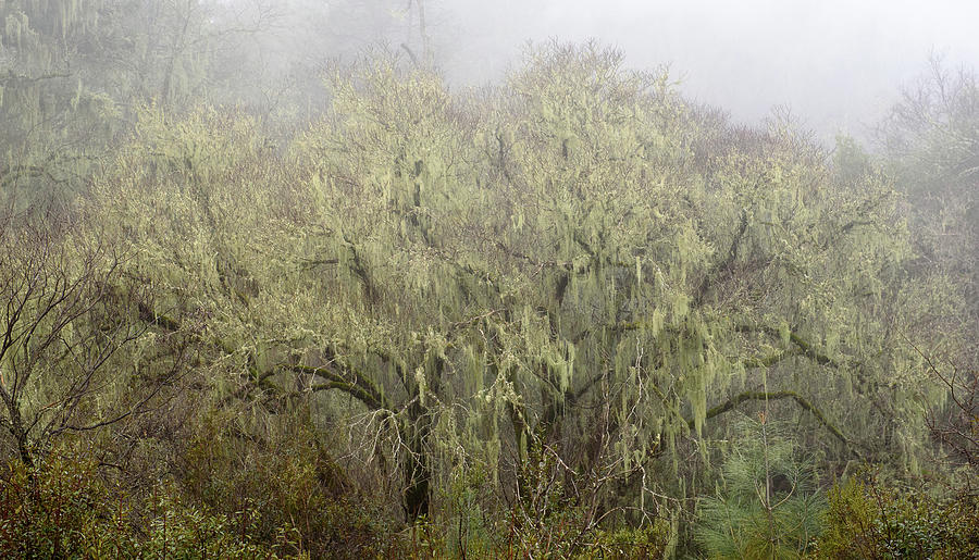 Old mans beard usnea cover tree Photograph by Mike Fusaro