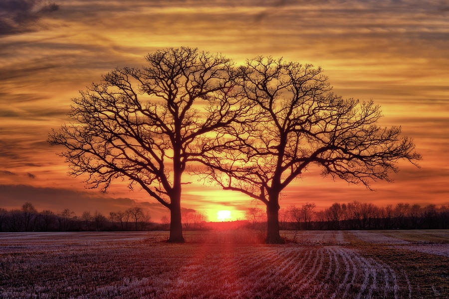 Old Married Couple - Twin oaks near Oregon WI at sunset Photograph by Peter Herman