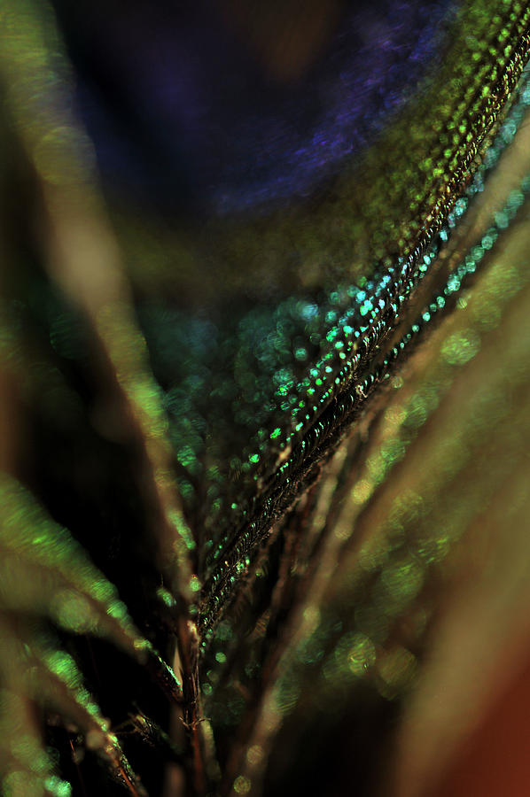 Old Masters Palette - Peacock Feather Macro 1 Photograph by Jenny Rainbow