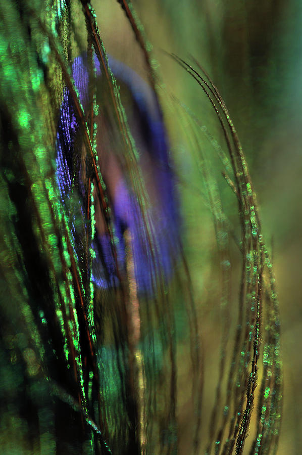 Old Masters Palette - Peacock Feather Macro 11 Photograph by Jenny Rainbow