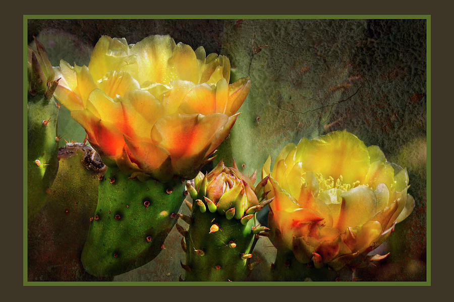 Old Mexico Cactus  Photograph by Harriet Feagin