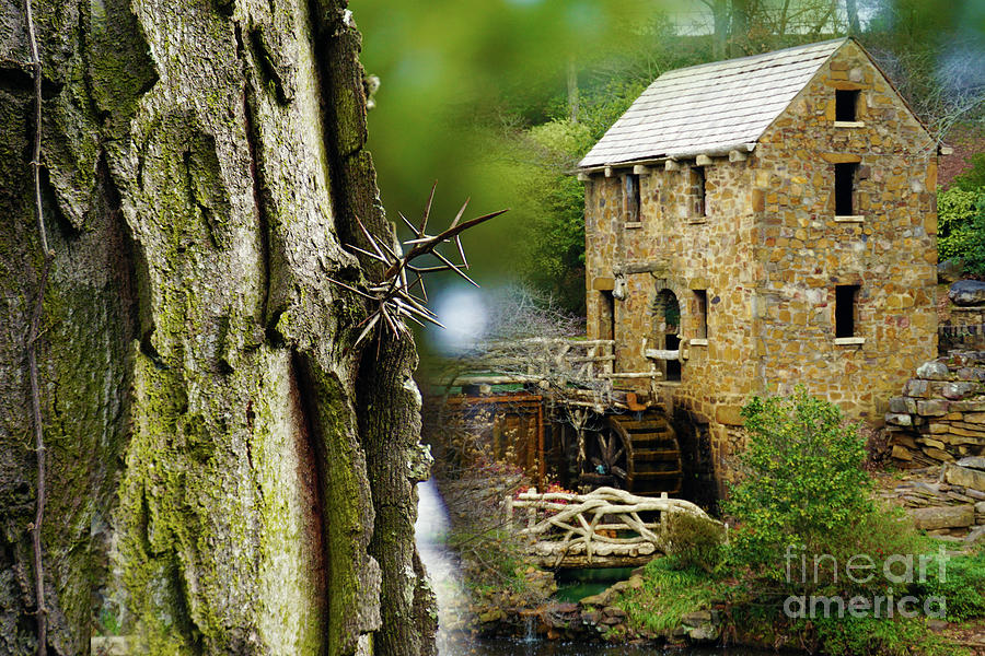 Old Mill Thorns Photograph by Karen Beasley