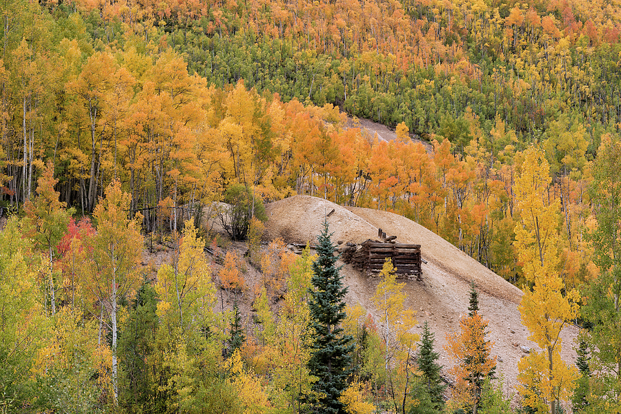 Old Mine Among the Aspens Photograph by Loree Johnson