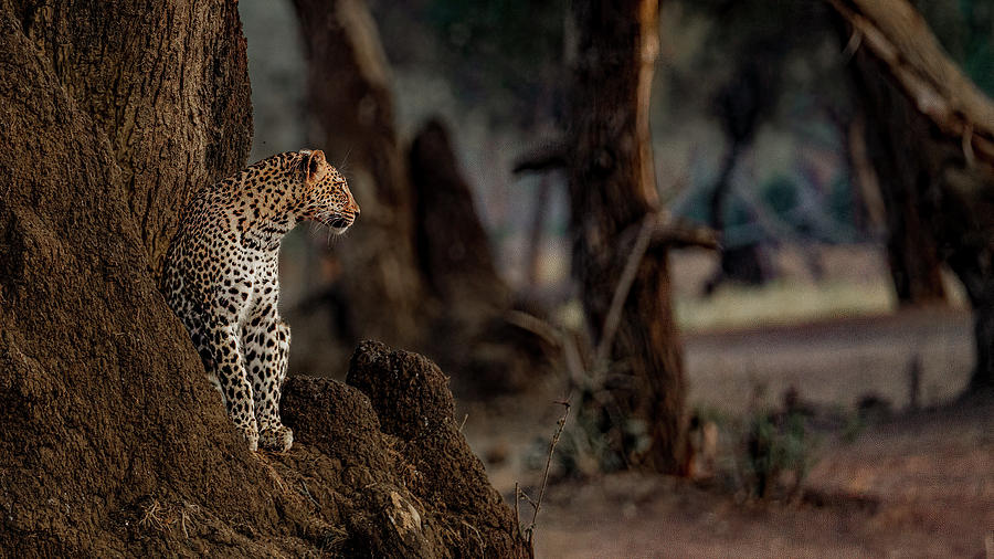 Old Mondoro Leopard Photograph by Darcy Dietrich