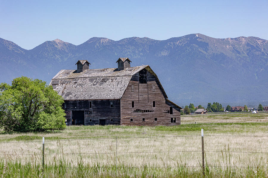 Summer Photograph - Old Montana Barn by Holly Cannon