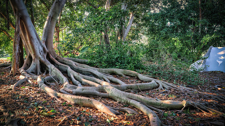 Old Moreton Bay Fig by Mike-Hope Photograph by Mike-Hope