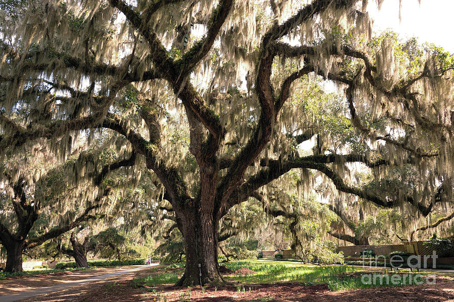 Old Mossy Oak Photograph By Bo Matthews - Fine Art America