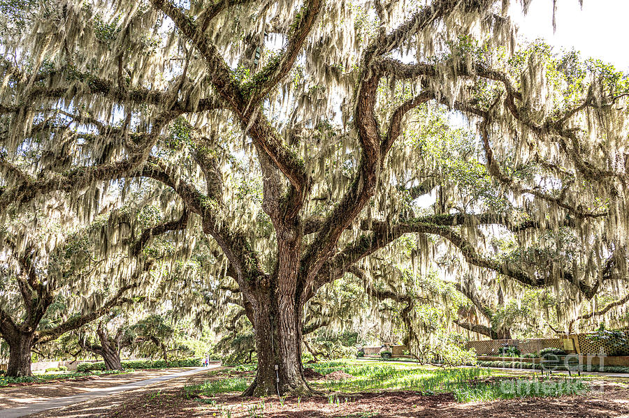 Old Mossy Oak Fantasy Edit Photograph by Bo Matthews - Fine Art America