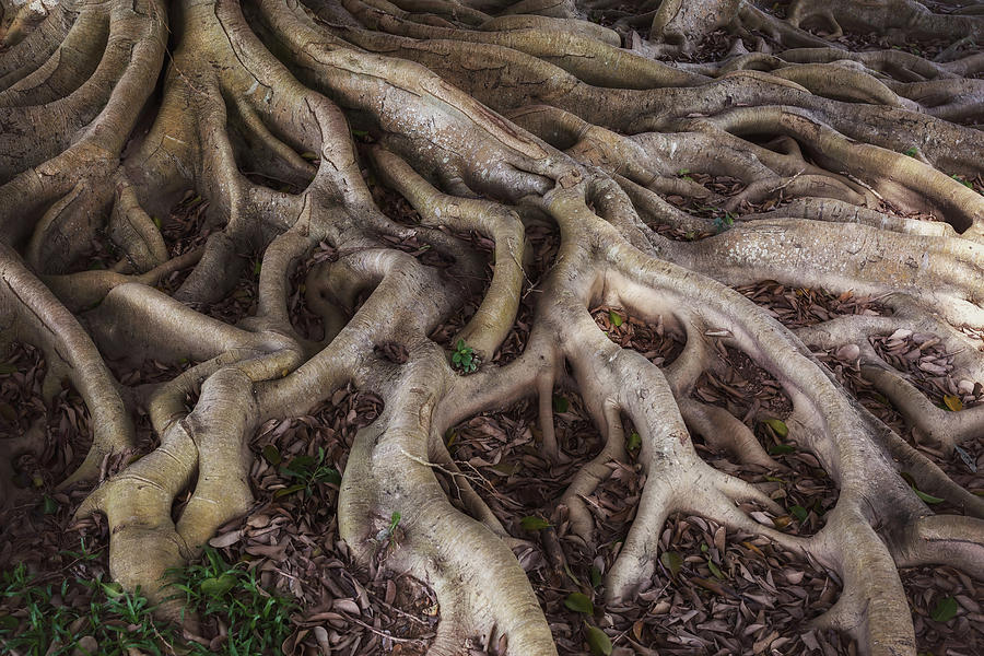Old mystery roots in forest Photograph by Mikhail Kokhanchikov