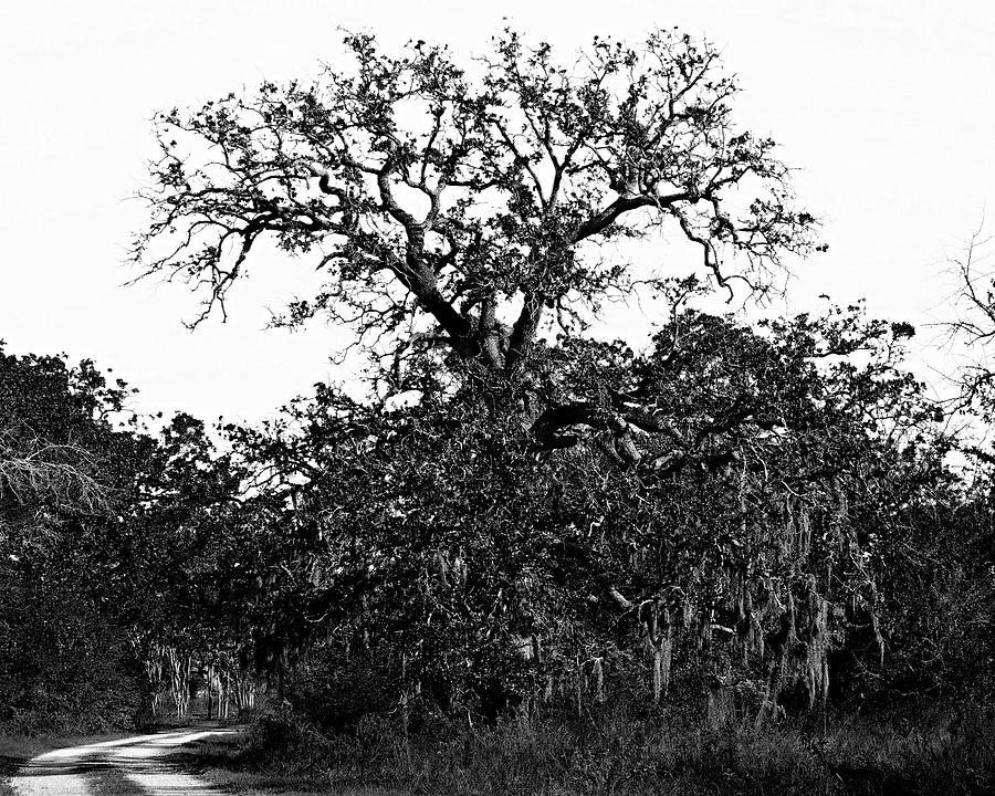 Old Oak in Spanish Moss Black and White Photograph by Gaby Ethington