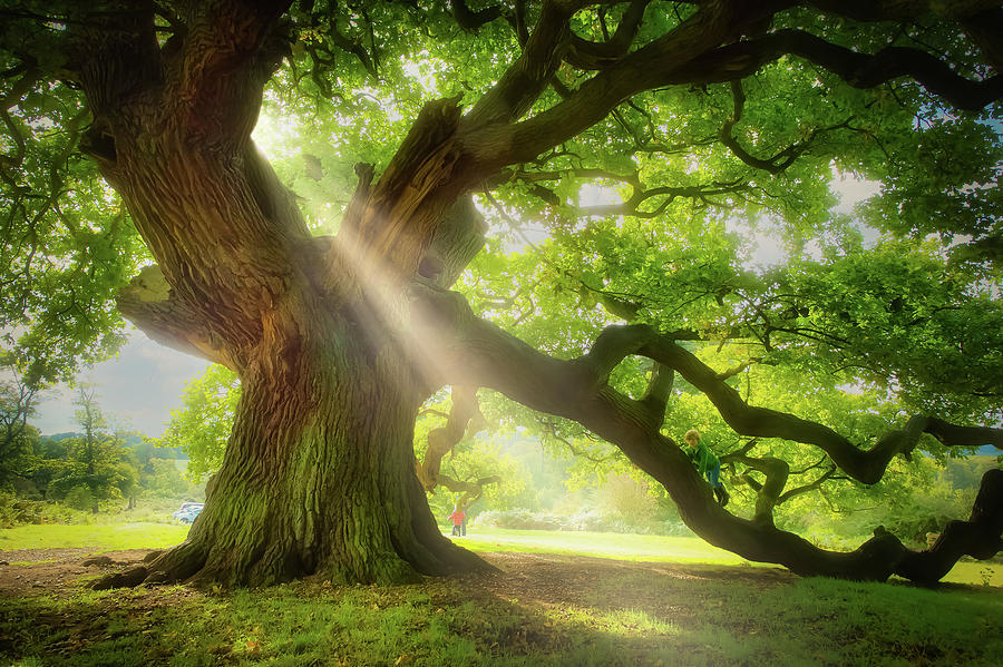 Old oak in the morning light Photograph by Remigiusz MARCZAK
